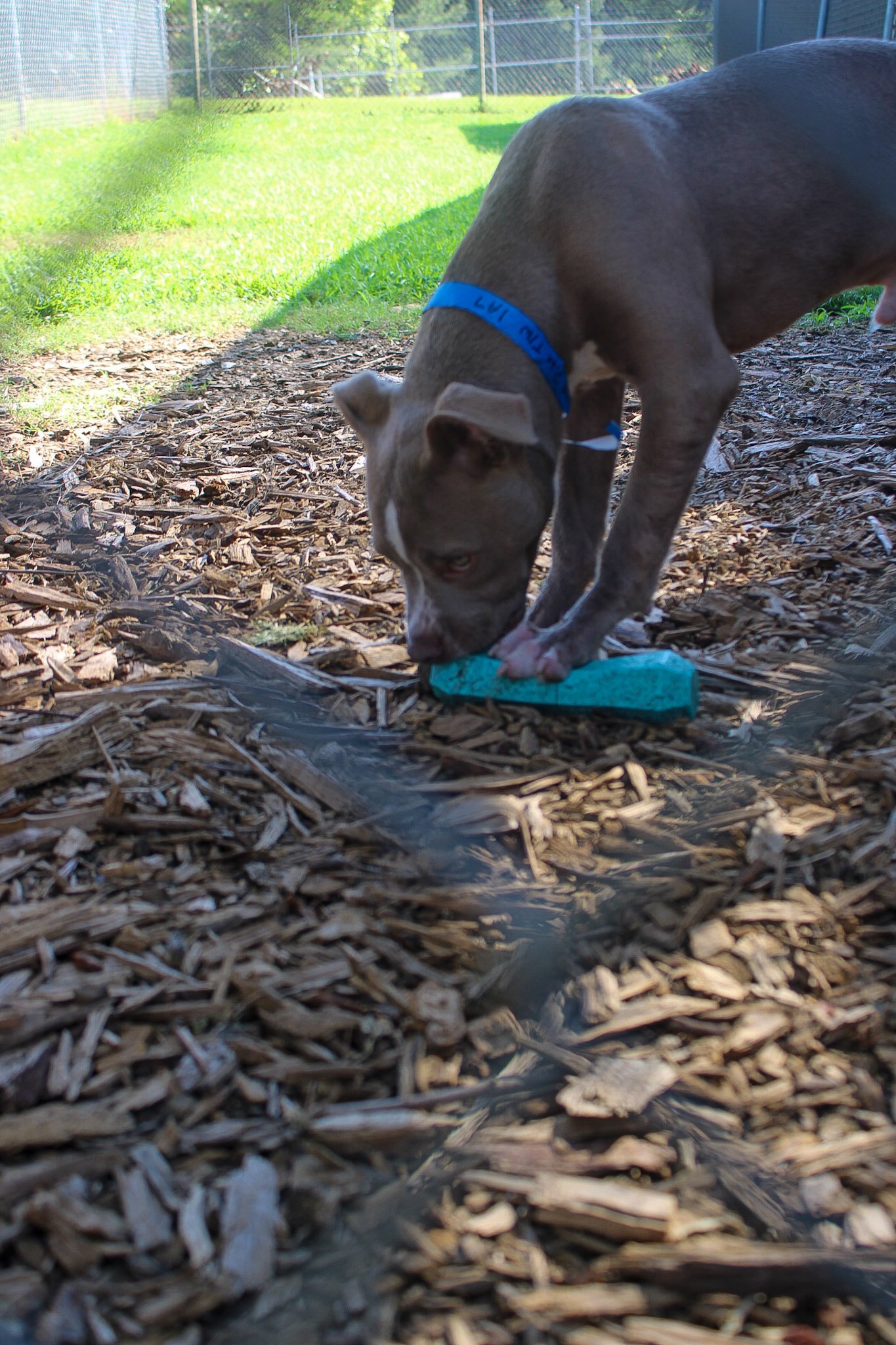 Paws of Hope: Solidarity Outreach at Hall County Animal Shelter