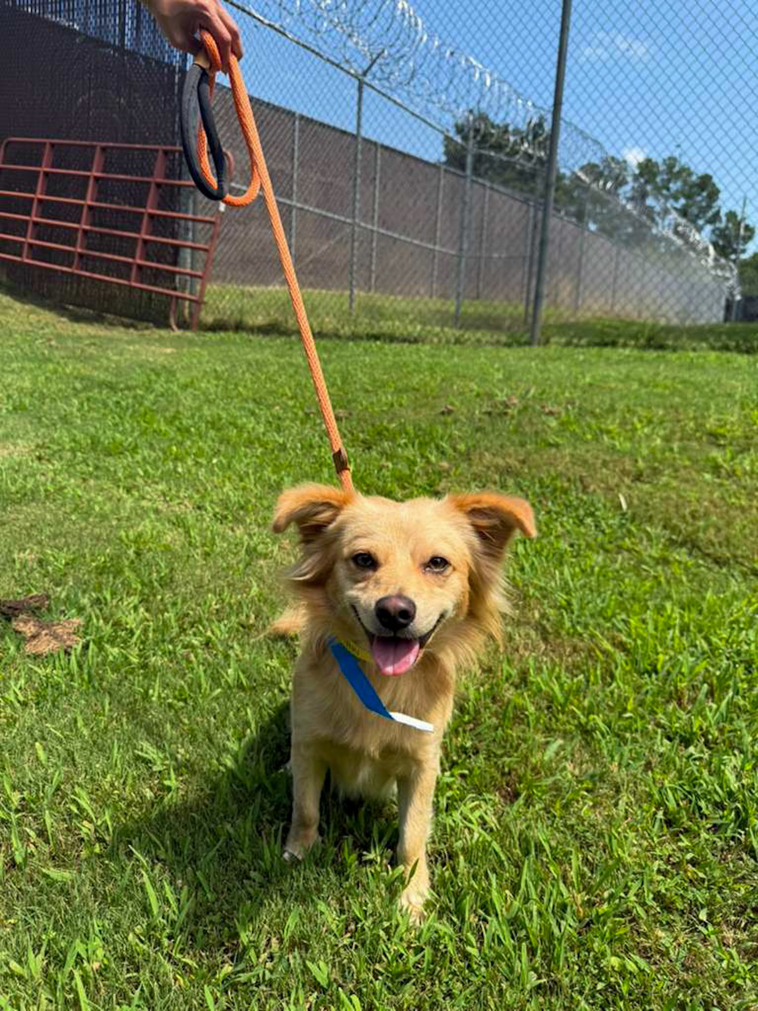 Paws of Hope: Solidarity Outreach at Hall County Animal Shelter